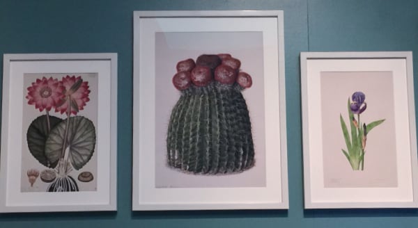 Botanical artwork on display in the Images of Nature Gallery at the Natural History Museum
