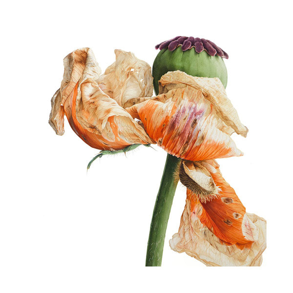 News About Botanical Art And For Botanical Artists Botanical Art And Artists