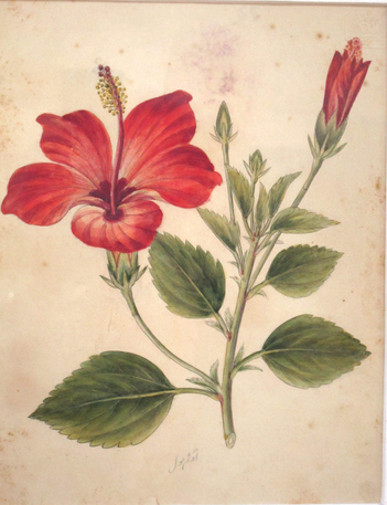 Famous Asian Botanical Artists - Botanical Art & Artists