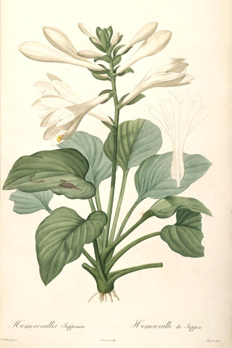 succulent botanical drawing