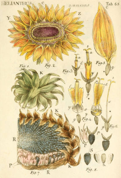 famous botanical artists - BOTANICAL ART & ARTISTS
