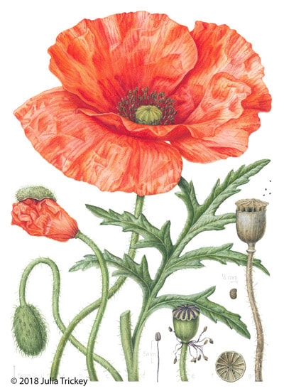 Botanical Art Worldwide - Selected UK artists for 'In Ruskin's ...